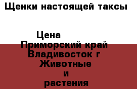 Щенки настоящей таксы › Цена ­ 5 000 - Приморский край, Владивосток г. Животные и растения » Собаки   . Приморский край,Владивосток г.